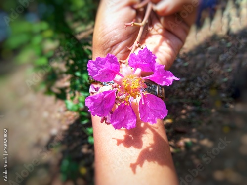 Closeup of Flower of tamhan (Lagerstroemia speciosa) tree of Maharashtra. Also known as giant crape-myrtle, pride of India, queen's crape-myrtle, queen's flower  photo