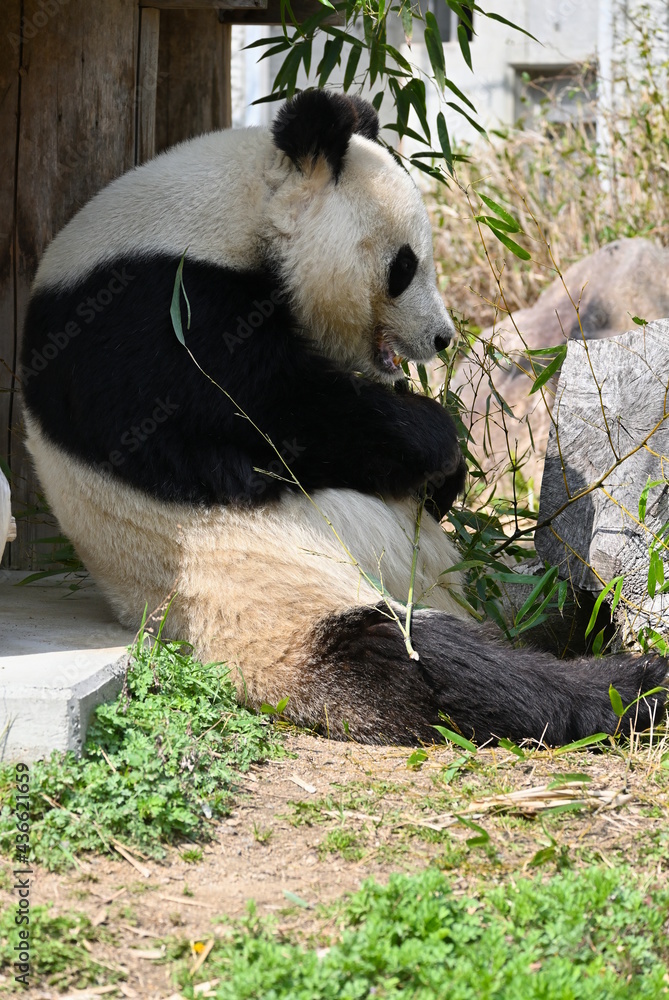 Fototapeta premium パンダ