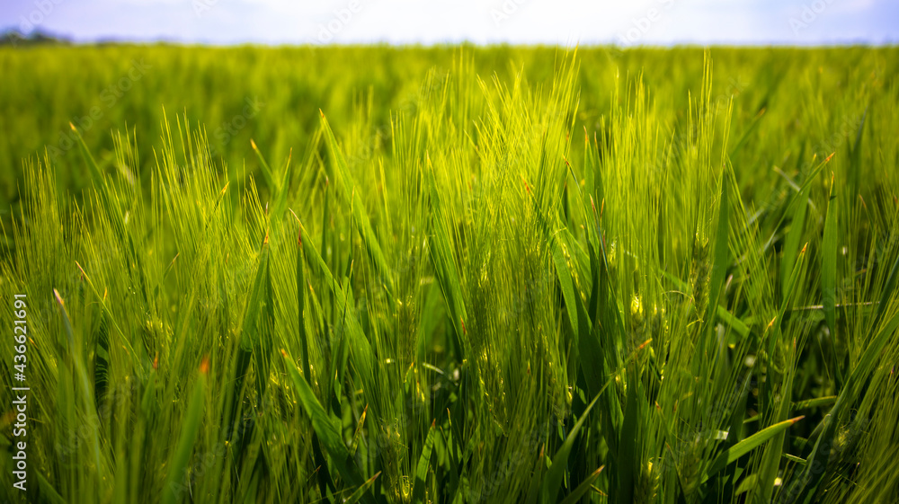 Obraz premium field of young wheat. spikelets