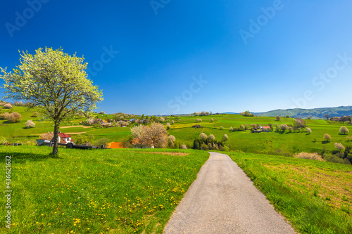 Spring rural landscape with flowering fruit trees on a sunny day. The village of Hrinova in central Slovakia, Europe. © Viliam