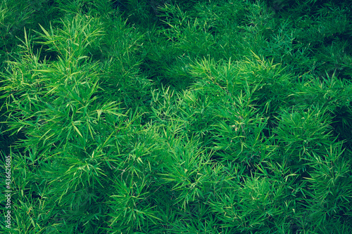 Dry bamboo in forest of zen Texture background concept