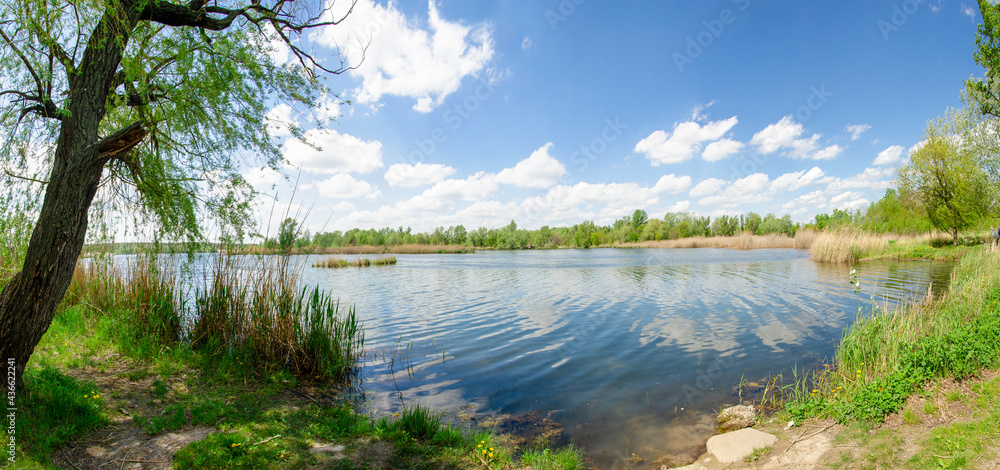Panorama landscape on a summer day on a lake with reed trees and a blue sky with clouds Panorama landscape on a summer day on a lake with reed trees and a blue sky with clouds