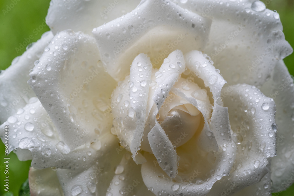 濡れた薔薇 濡れた薔薇