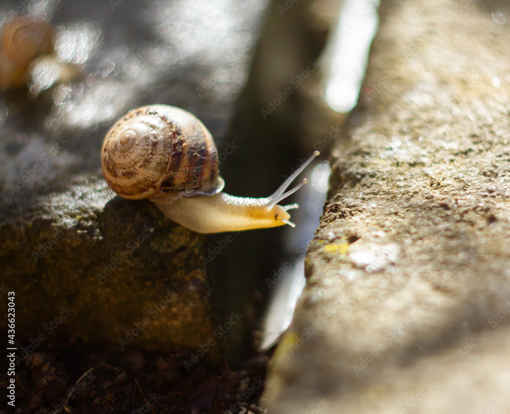 Little snails are creeping on the concrete in the garden. Stock Photo