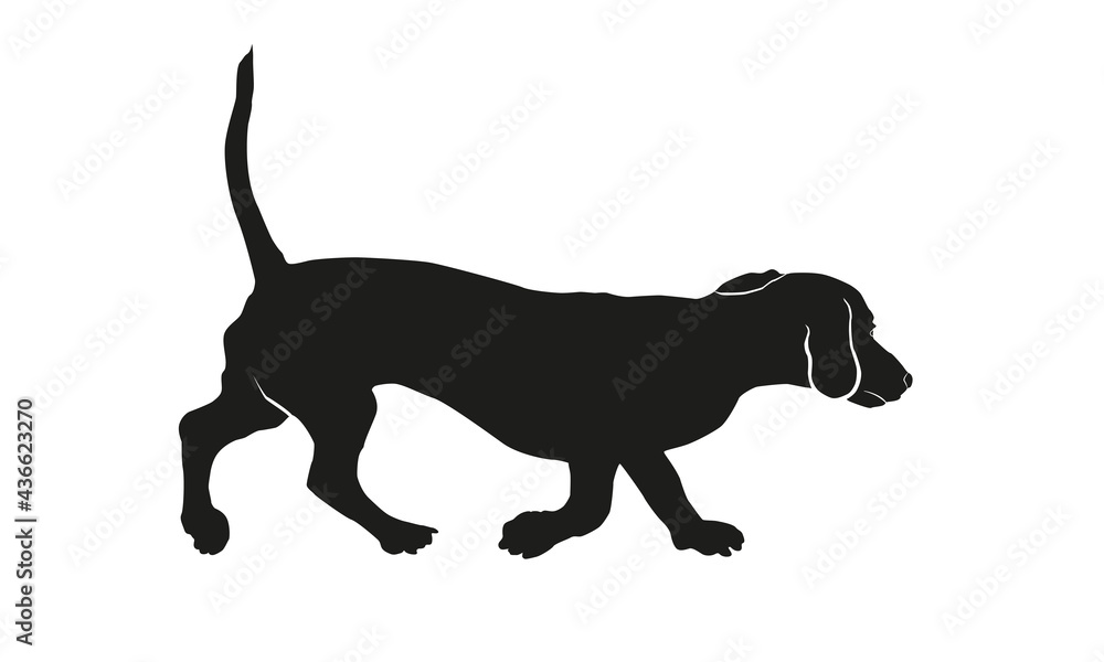 Running dachshund puppy. Black dog silhouette. Wiener dog or sausage dog. Pet animals. Isolated on a white background.