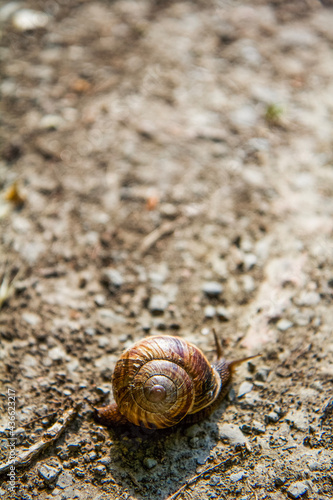 snail on a stone