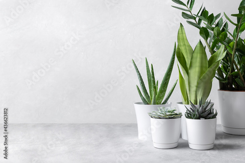 Collection of various home plants: succulents, echeveria, haworthia, aloe vera, zamiokulkas, sansevieria in modern white pots on a gray concrete background. Home gardening concept.