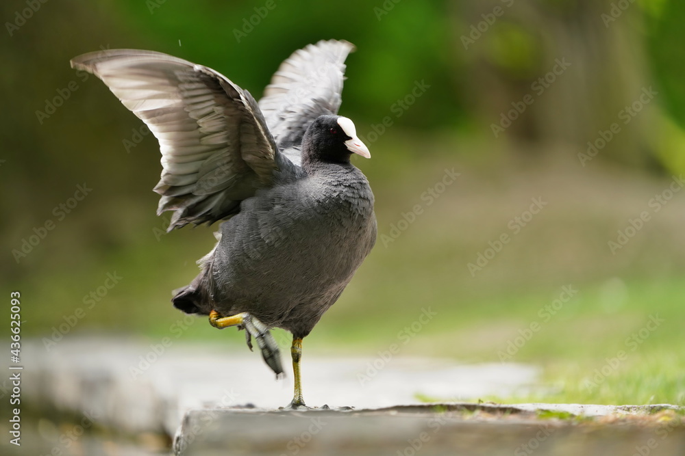 Portrait of a eurasian coot with raised wings. Fulica atra. Beautiful common coot in the nature habitat Portrait of a eurasian coot with raised wings. Fulica atra. Beautiful common coot in the nature habitat