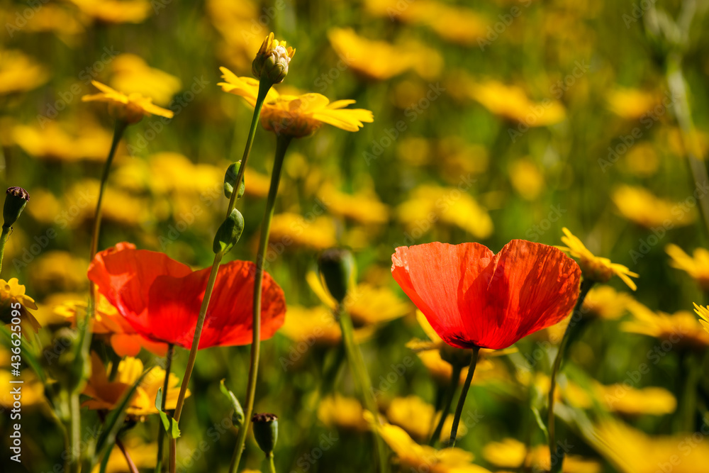 Obraz premium Poppies and wild flowers in Corsica