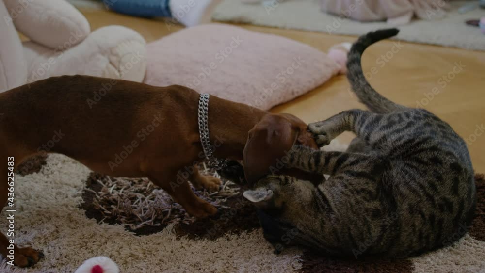 Closeup view of cat and dog playing and lying on floor in apartment room rbbro. Closeup view of cat and dog playing and lying on floor in apartment room rbbro.