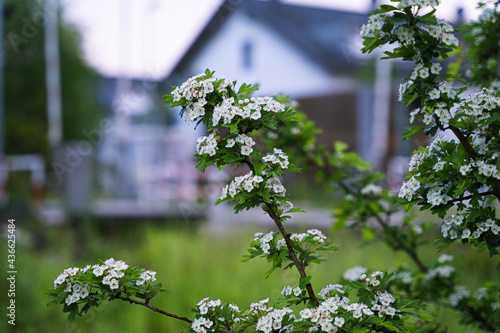 Spierstrauchblüten Blüten auf einer Wiese mit Haus im Hintergrund photo