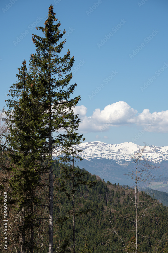 Carpathian mountain spring view, Ukraine.