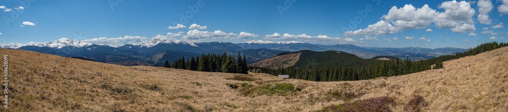 Carpathian mountain plateau spring panorama with blooming purple violet Crocus heuffelianus alpine flowers, Ukraine.