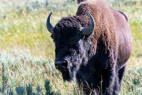 American Bison in the field of Yellowstone National Park, Wyoming