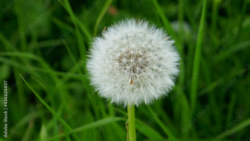 verblühter Löwenzahn (Pusteblume) verblühter Löwenzahn (Pusteblume)