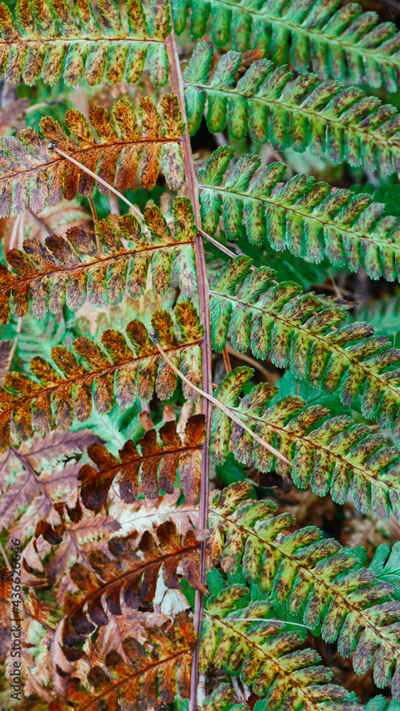 Autumn colorful fern leaf close up. Natural background or wallpaper