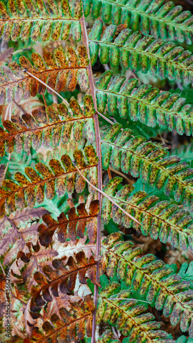 Autumn colorful fern leaf close up. Natural background or wallpaper