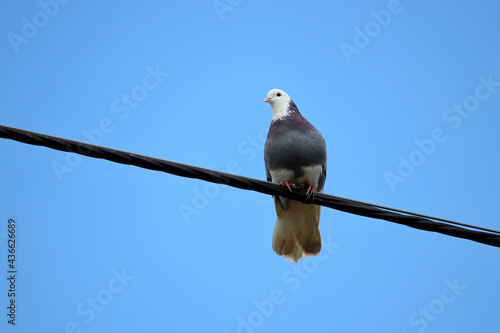 Pigeon sitting on a wire on clear blue sky background. Dove on the cable of power lines © Oleg