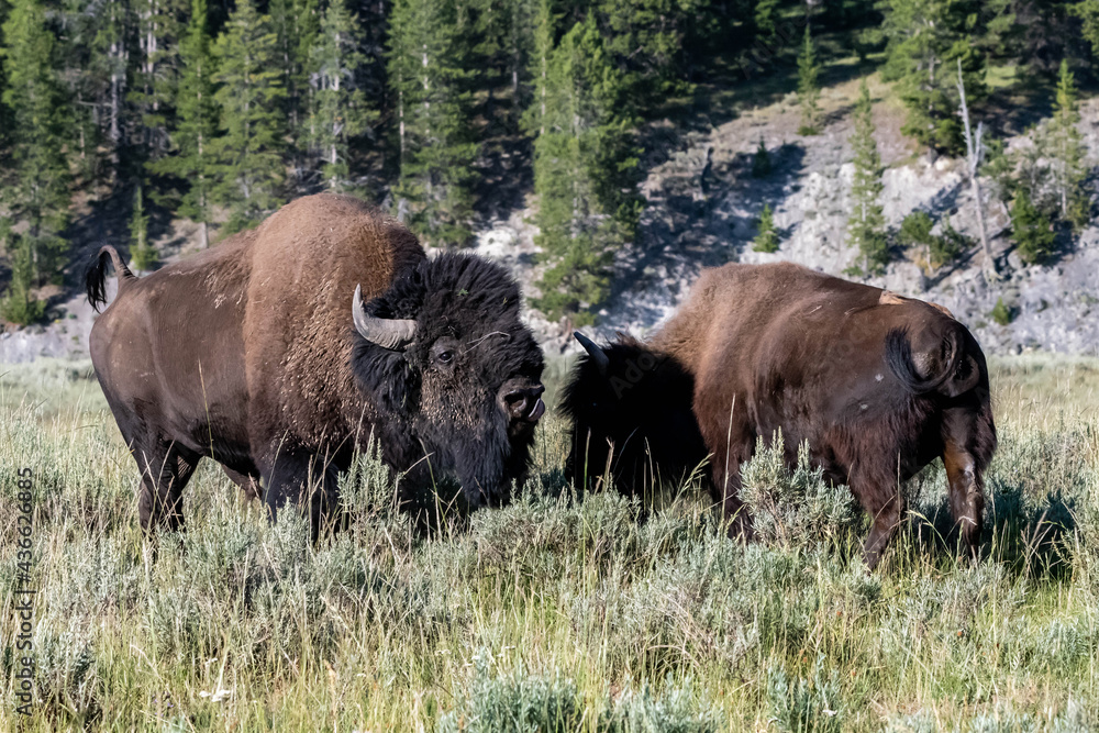 American Bison in the field of Yellowstone National Park, Wyoming American Bison in the field of Yellowstone National Park, Wyoming