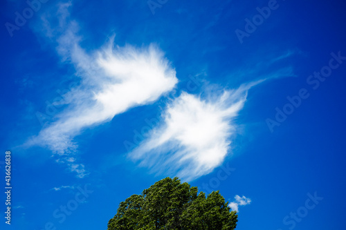 tree in the sky © Taddeo