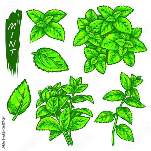 Mint or peppermint sketch elements, branch and leaves. Hand drawn herb icons, organic natural plant, menthol or spearmint. Healthy cooking ingredient, vegetarian product.