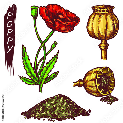 Poppy red flower and poppy seed elements. Hand drawn icons of dry black seeds and pod. Sketch of herbal seasoning for confectionery. Cooking ingredient, vegetarian product.