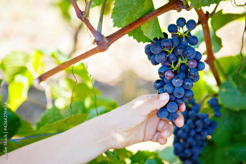 Close-up of hand of child with ripe blue grapes on grapevine background. Kid helping with harvest. Mosel and Rhine in Germany. Making of delicious red wine. German Rheingau region.