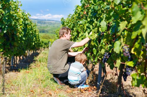 Fotografia Winemaker, wine grower or grape picker and child with ripe blue grapes on grapevin