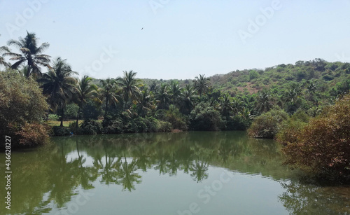 Green lake surrounded by palm trees in the Arambol area
