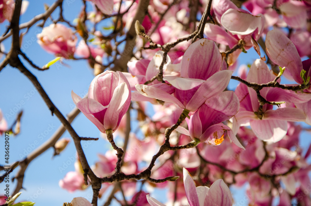 Blooming magnolia in spring flowers on a tree against a bright blue sky Blooming magnolia in spring flowers on a tree against a bright blue sky