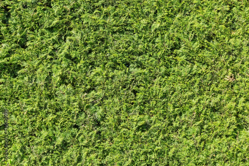 Background of hedge with trimmed juniper in park