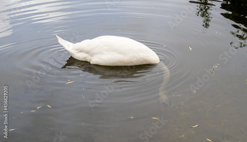 floating swan on the water