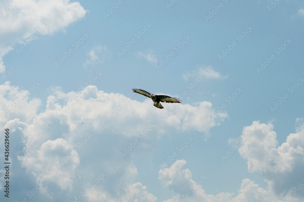 Large Buzzard floats in the blue sky with white clouds. Beautiful flying large bird of prey with wings spread. Wildlife the Netherlands Large Buzzard floats in the blue sky with white clouds. Beautiful flying large bird of prey with wings spread. Wildlife the Netherlands