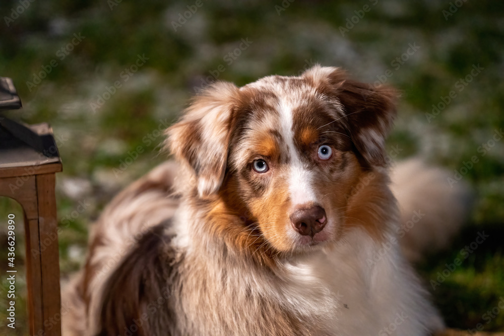 Young Australian Shepherd dog head, with blue eyes, He is lying outside on the grass with snow. In the night by a lantern with a burning candle Young Australian Shepherd dog head, with blue eyes, He is lying outside on the grass with snow. In the night by a lantern with a burning candle