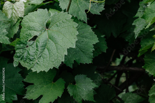 Green leaves of grapes close up. Background