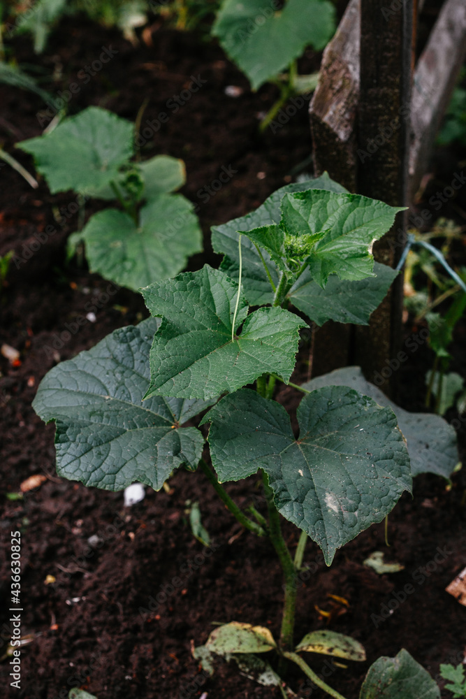 Cucumber bush in the garden Cucumber bush in the garden