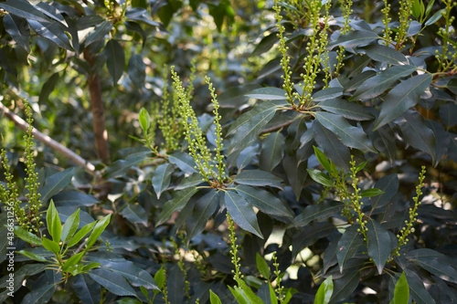 Prunus lusitanica 