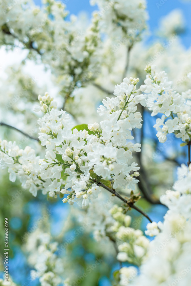 Fototapeta premium White lilac flower branch on blue sky