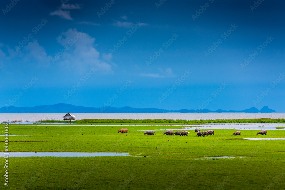 Beautiful scenery of the wetlands of thailand