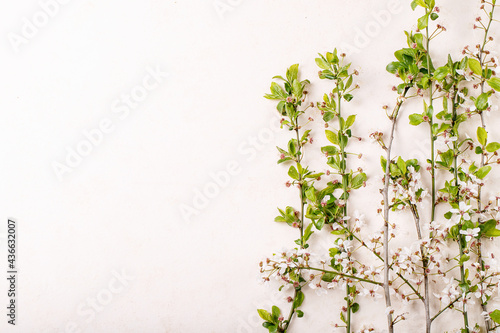 Branches of blossoming cherry tree