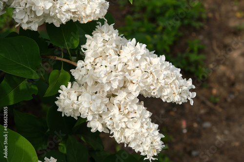 blooming lilac plant: flowers and leafs