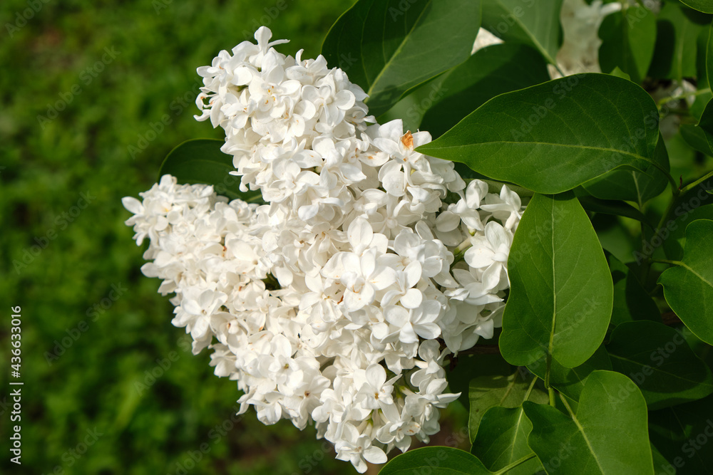 blooming lilac plant: flowers and leafs blooming lilac plant: flowers and leafs