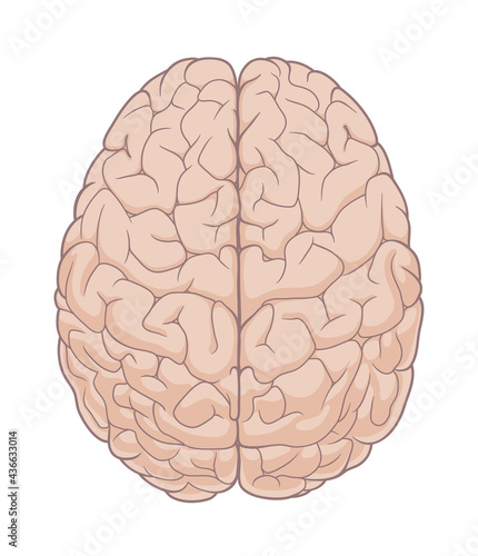 Human brain top view. Medical infographic illustration.  