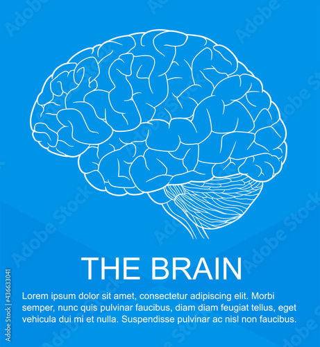 Human brain on the blue background