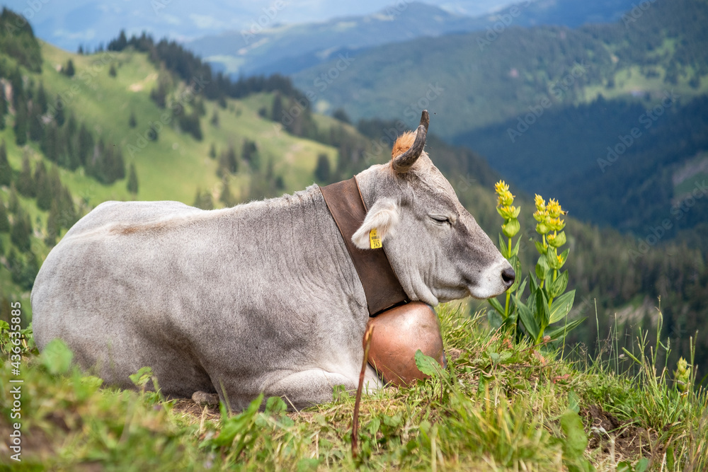 Glückliche Kuh mit Glocke liegt auf einem Berg
