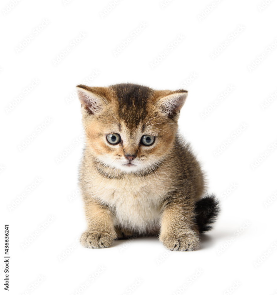 Fototapeta premium Kitten Scottish chinchilla straight sits on a white background