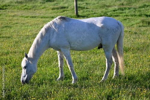 WHITE HORSE GRAZING ON A GRASS MEADOW. TRANQUILITY AND SERENITY IN THE SUMMER SUN.