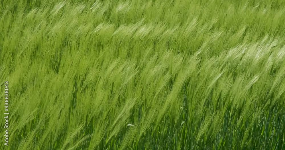 green field of beautiful summer rye barley and wheat for green industry. barley spikelets sway in the wind. green field of beautiful summer rye barley and wheat for green industry. barley spikelets sway in the wind.