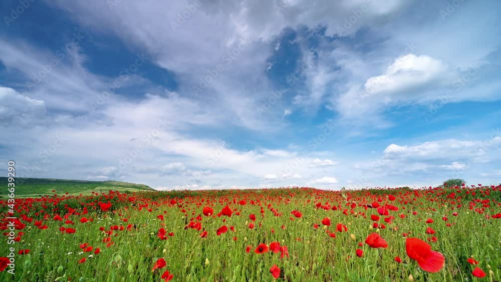 Amazing time lapse video with a spring field of poppies in sunny day Amazing time lapse video with a spring field of poppies in sunny day