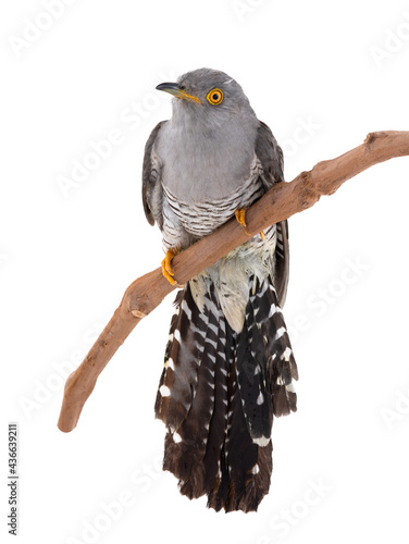 cuckoo isolated on white background photo